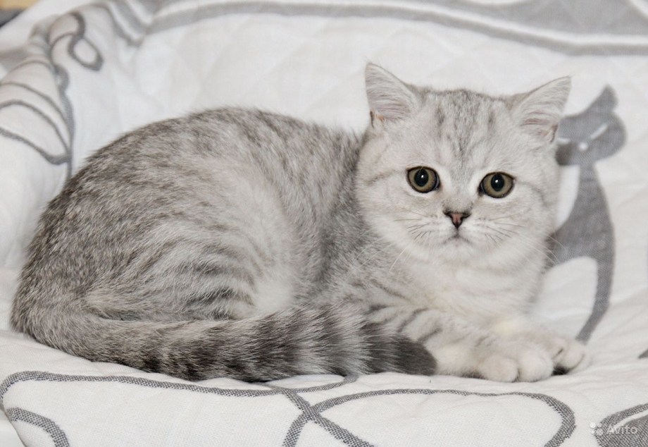 Шотландская короткошерстная шиншилла