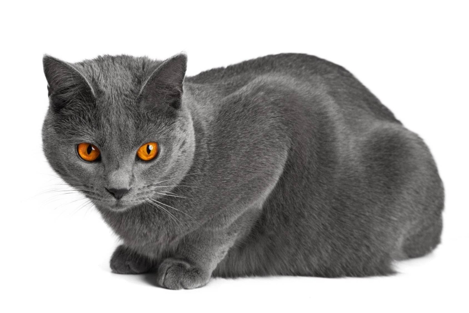 Окрас фавн британских кошек