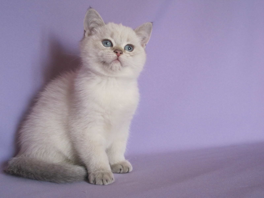 Британская короткошёрстная кошка голубая котята