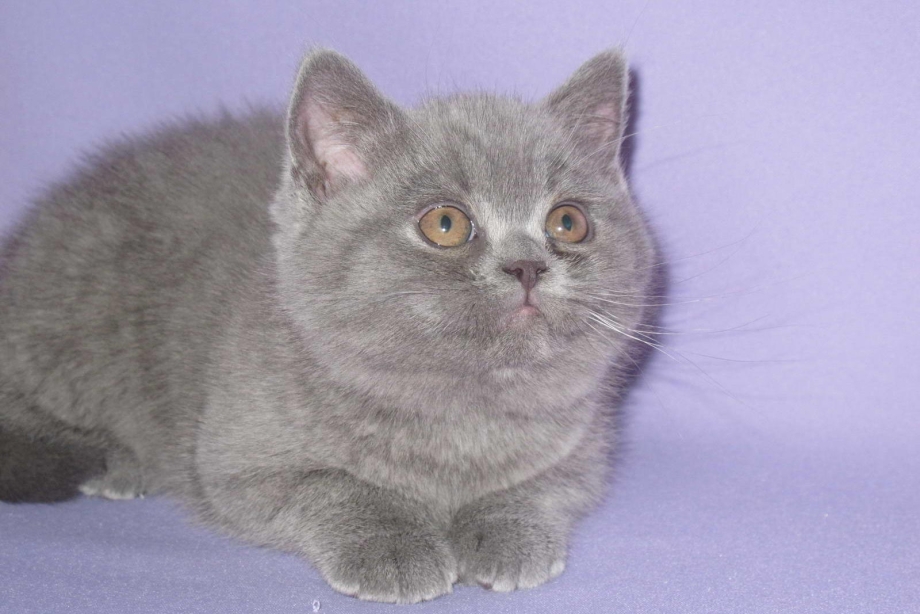 Шотландская короткошёрстная вискас
