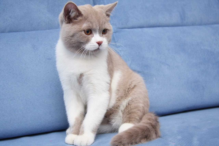 Шотландская вислоухая кошка окрасы