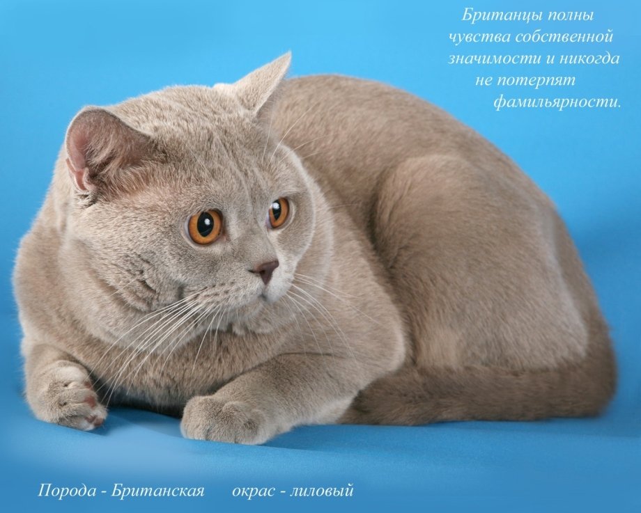Породы кошек с названиями