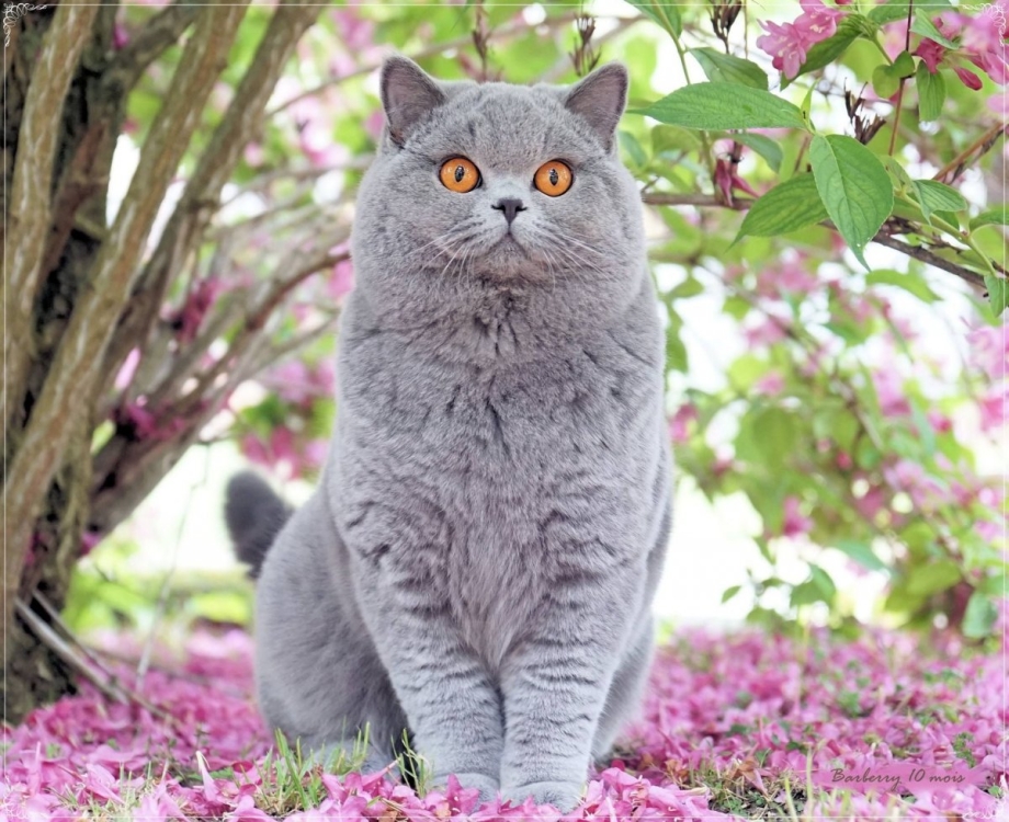 Окрас фавн британских кошек