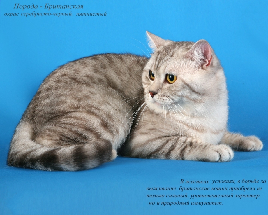 Фото котят британские Триколор Калико