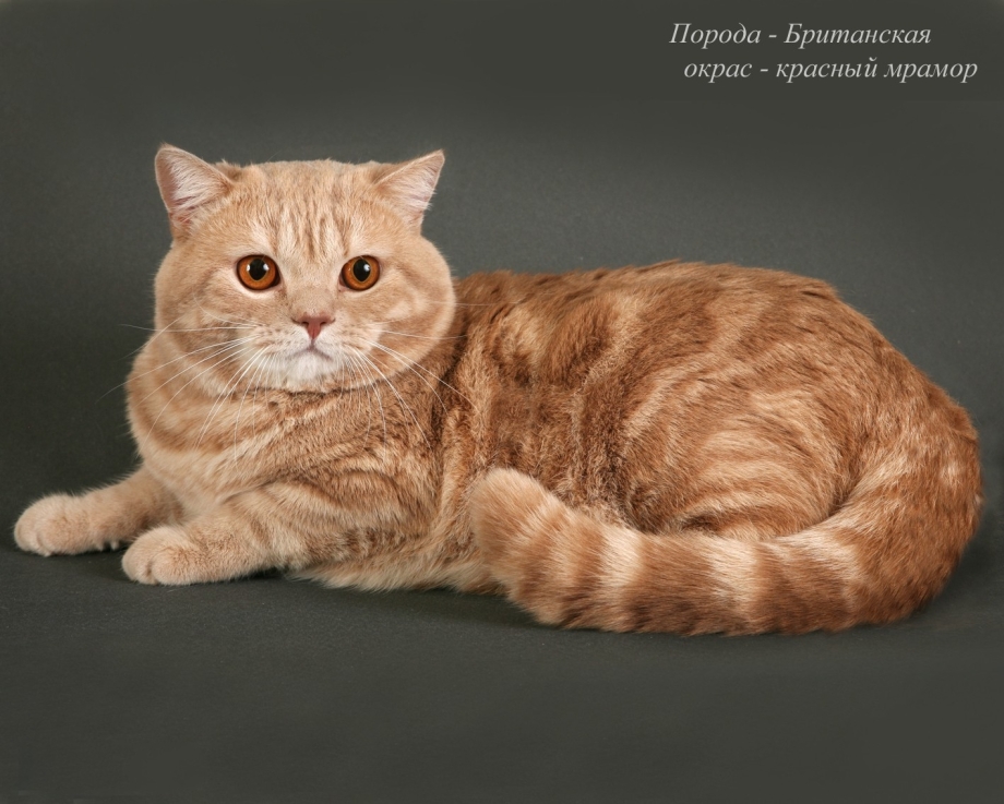 Шотландская короткошерстная шиншилла
