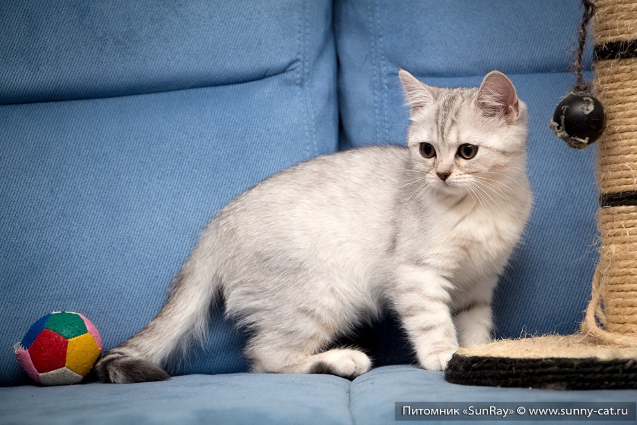 Окрас котят