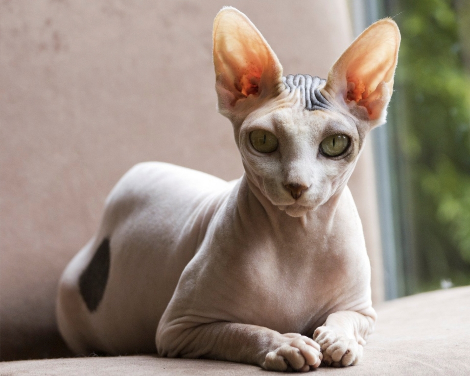 Сфинкс котенок с шерстью