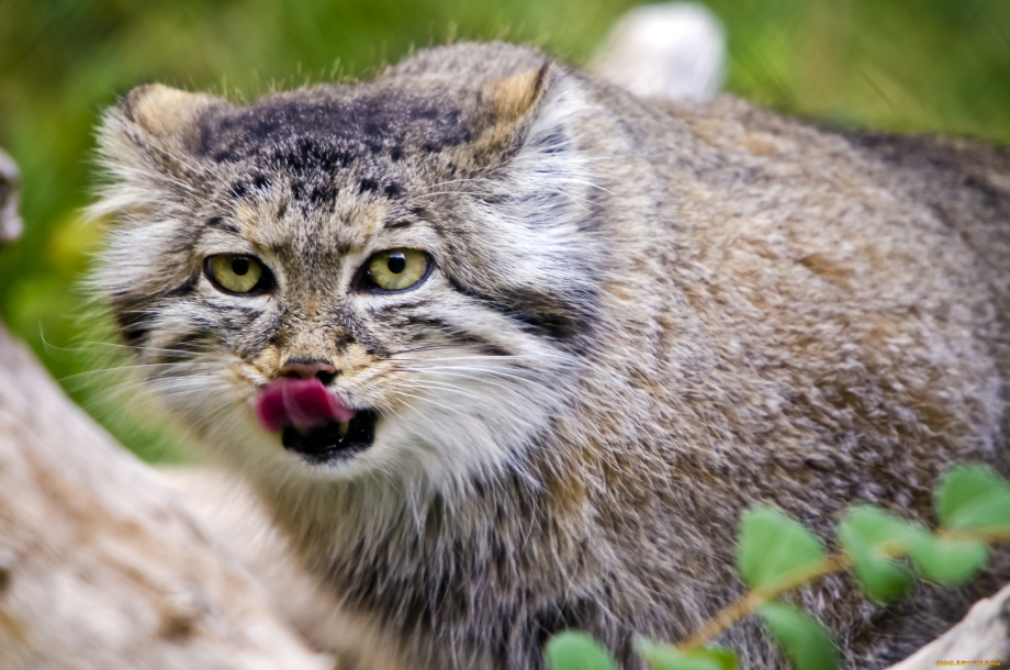 Сибирская кошка Манул