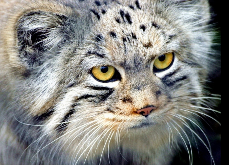 Лесной кот Манул