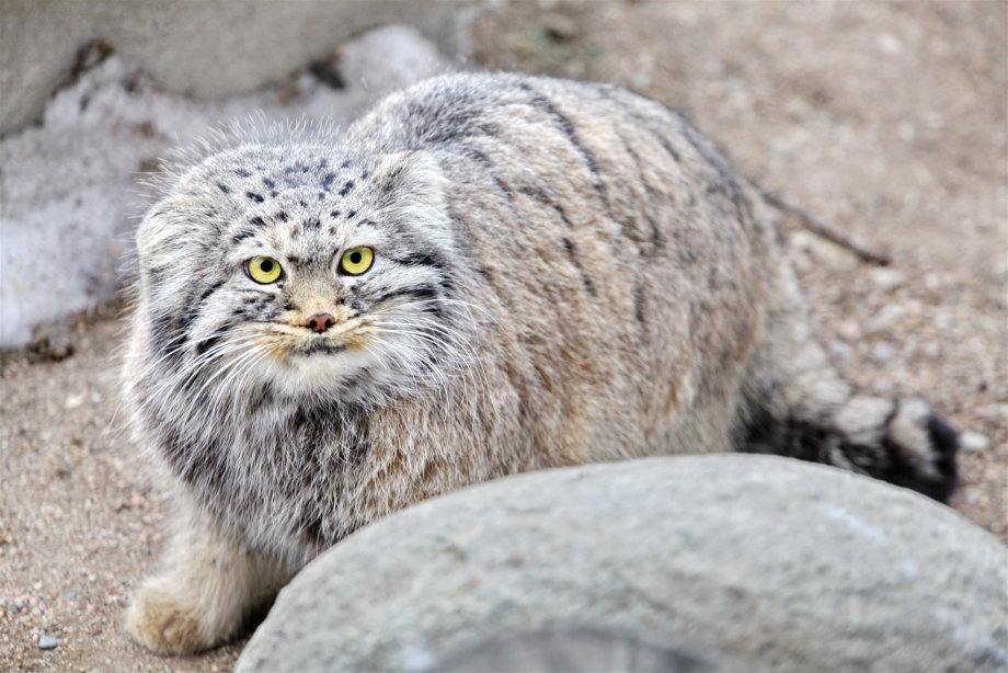 Сибирский дикий кот Манул