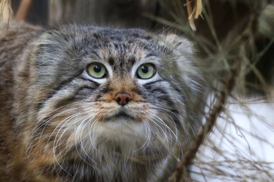 Кот Манул