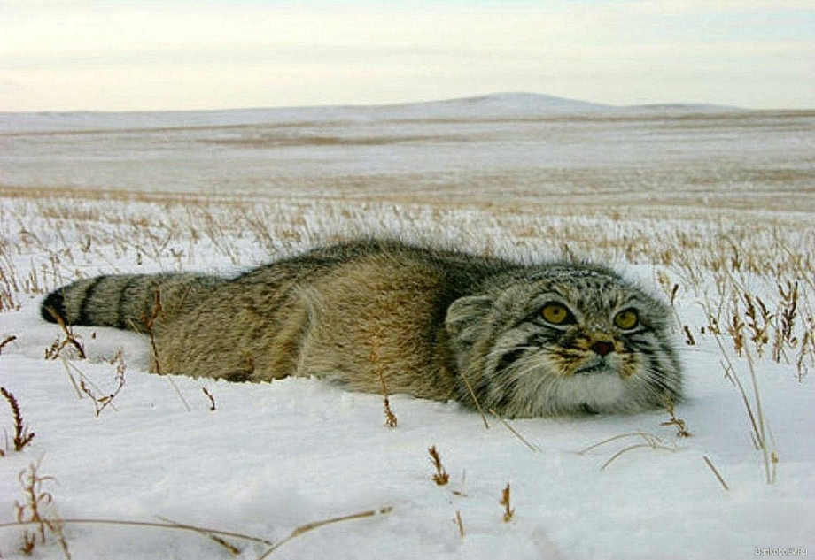 Манул (палласов кот)