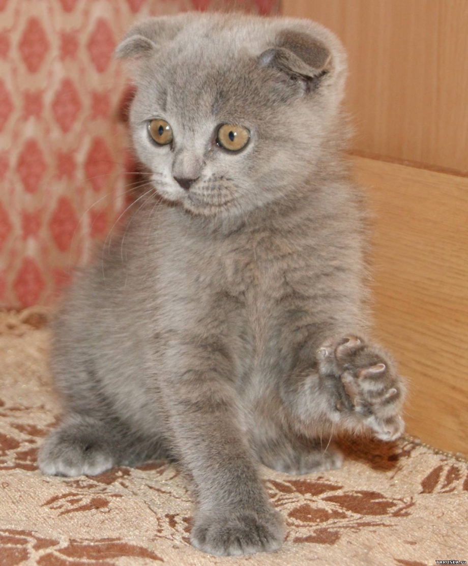 Кот русский голубой вислоухий