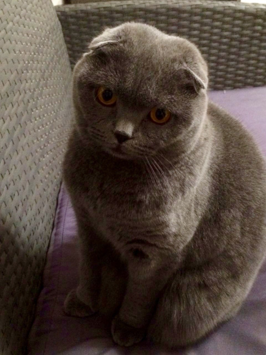 Котята шотландцы фото отличного качества