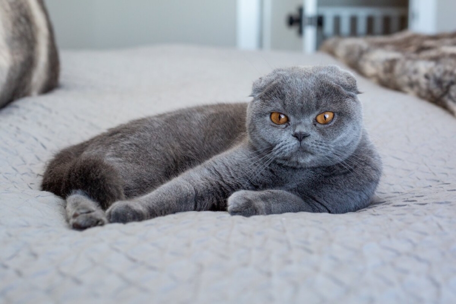 Швейцарский вислоухий кот