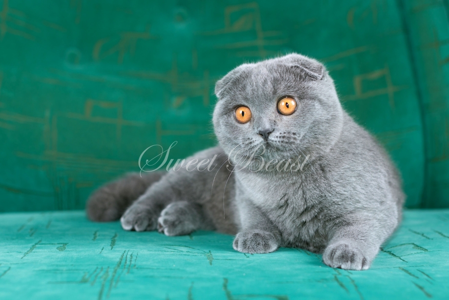 Шотланская Веселуха кошка