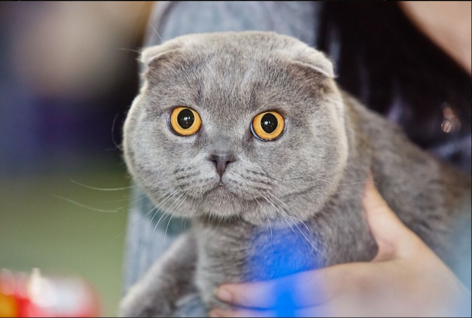 Шотландская вислоухая кошка