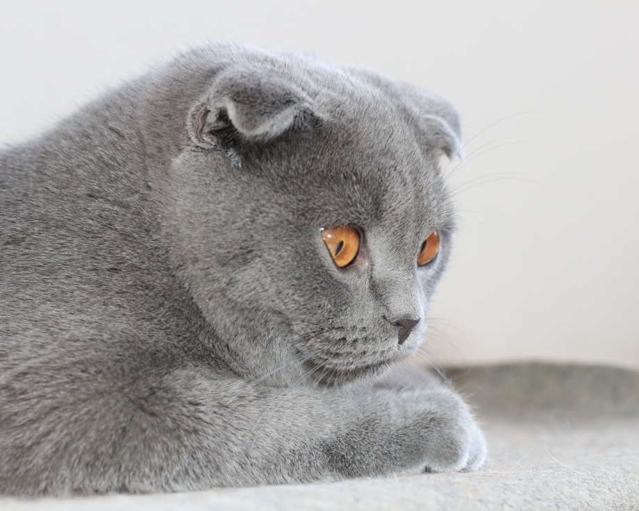 Шотландская вислоухая кошка кремовая