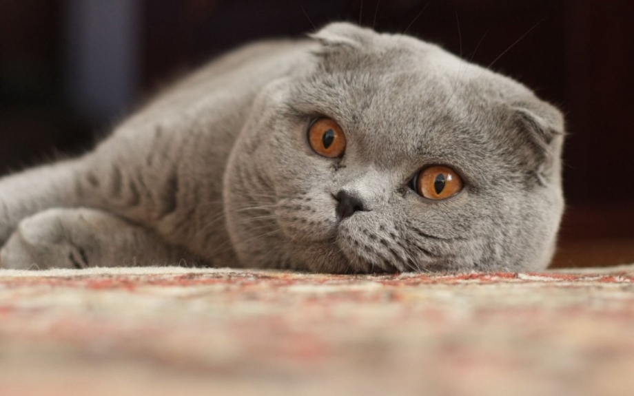 Шотландская вислоухая кошка голубая плюшевая