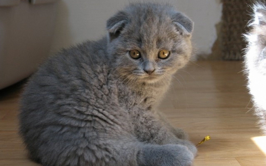 Шотландская вислоухая кошка