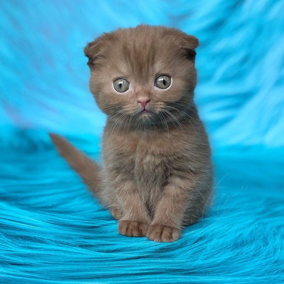 Шотландская вислоухая кошка Мисти