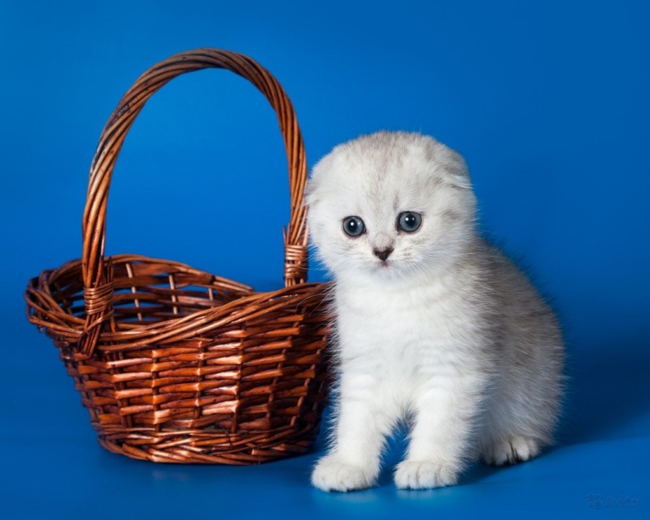 Шотланская Веселуха кошка