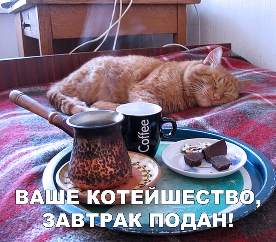 Кот приносит кофе в постель