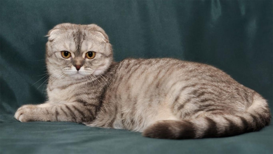 Шотландская вислоухая кошка