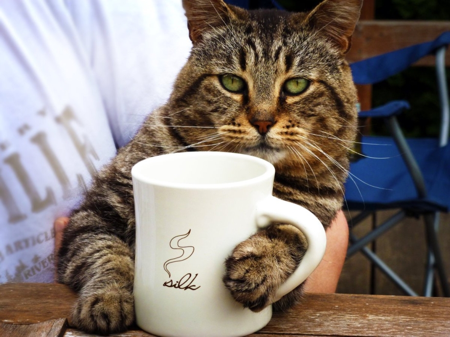 Кот с чашкой кофе