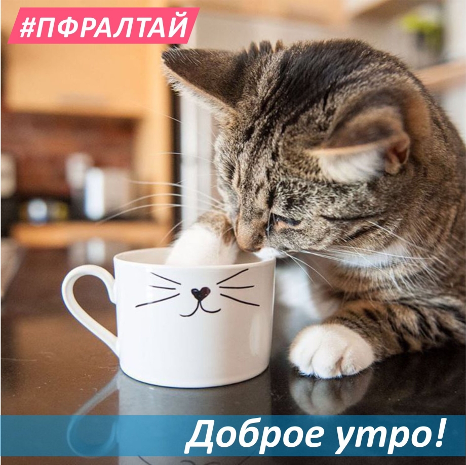 С добрым утром котики