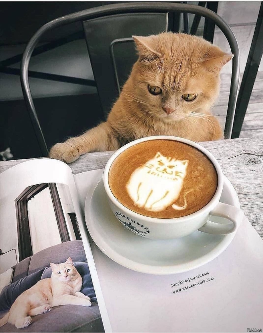 Кот пьет кофе
