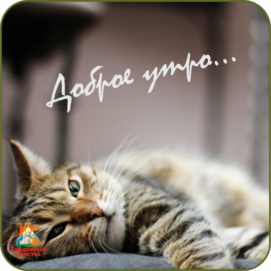 Хорошей субботы котики