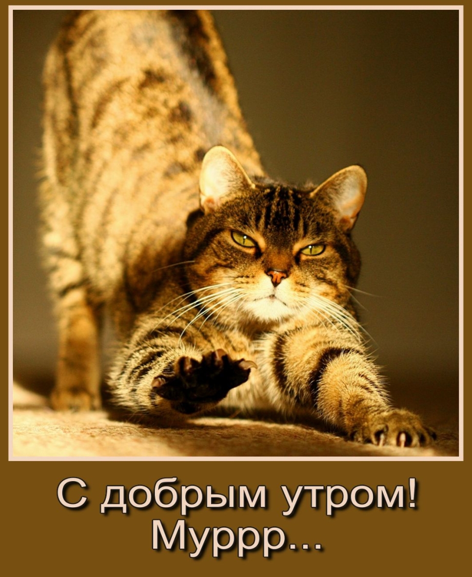 Доброе утро котик