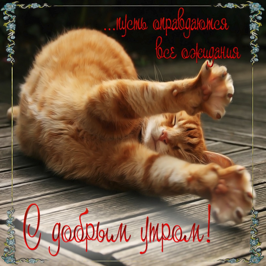 Доброе утро котенок