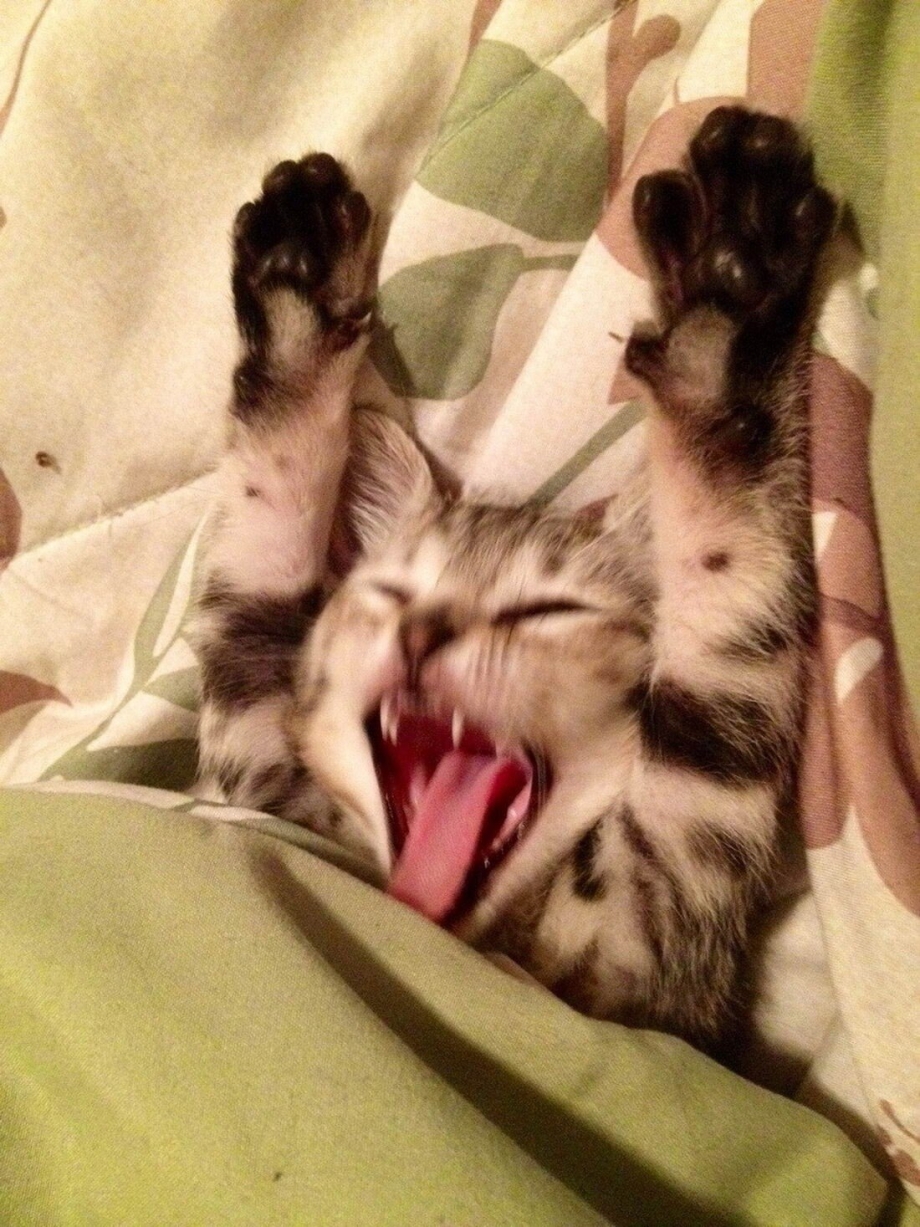 Кошечка проснулась
