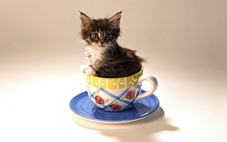 Котенок в чашке