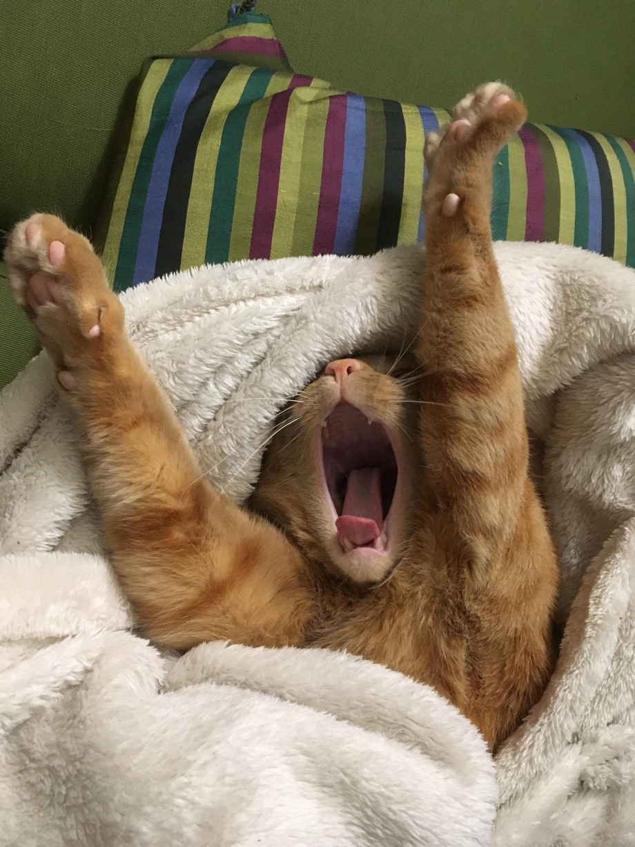 Кошачьи потягушки