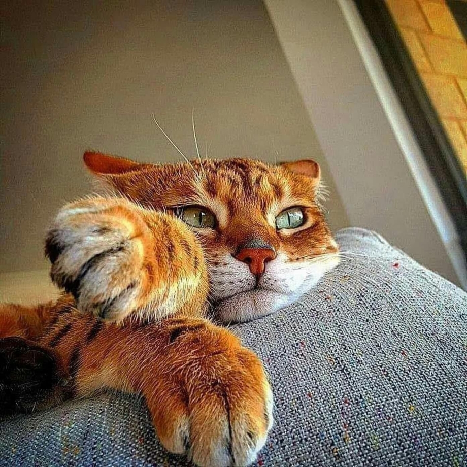Настроение котов