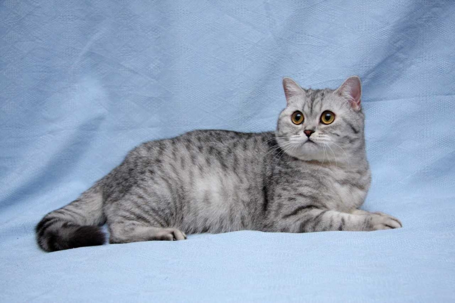 Шотландская короткошёрстная вискас