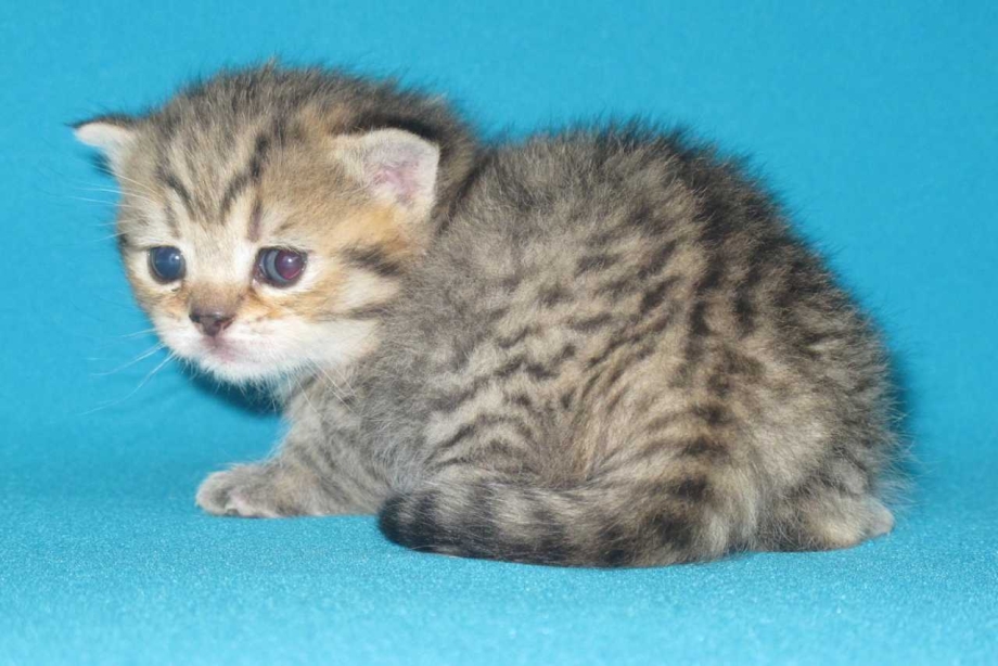 Шотландские котята Браун табби