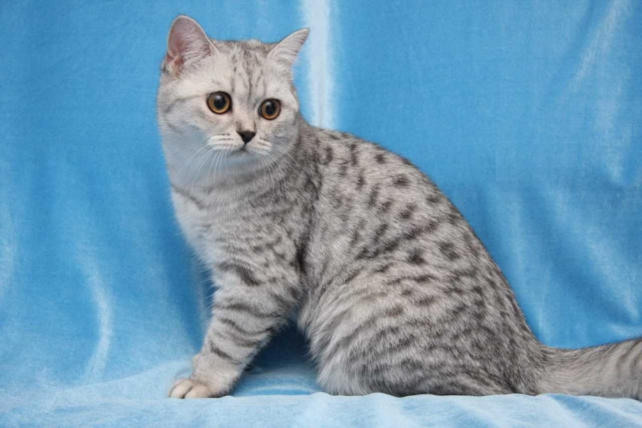Британская короткошёрстная кошка