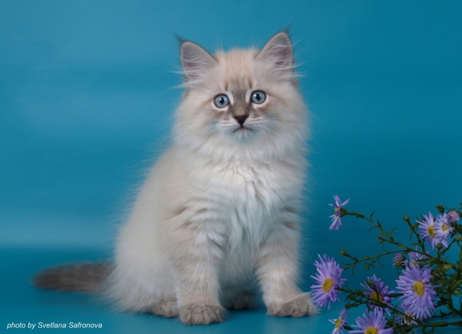 Blue tabby point Невская маскарадная
