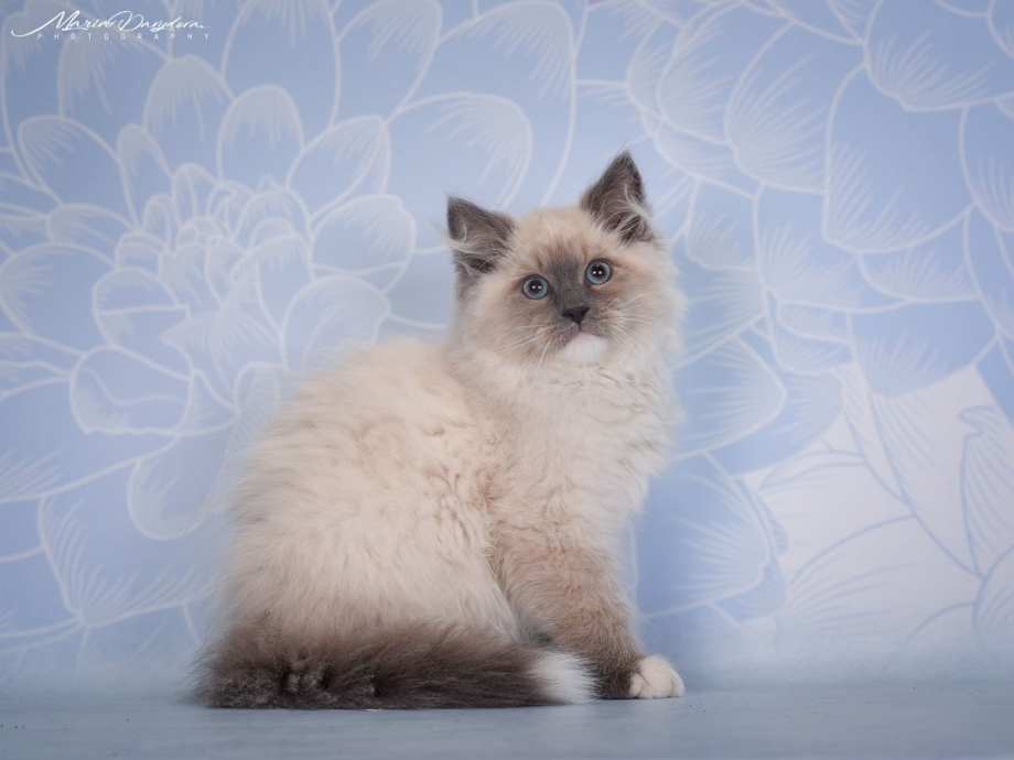 Невская маскарадная кошка