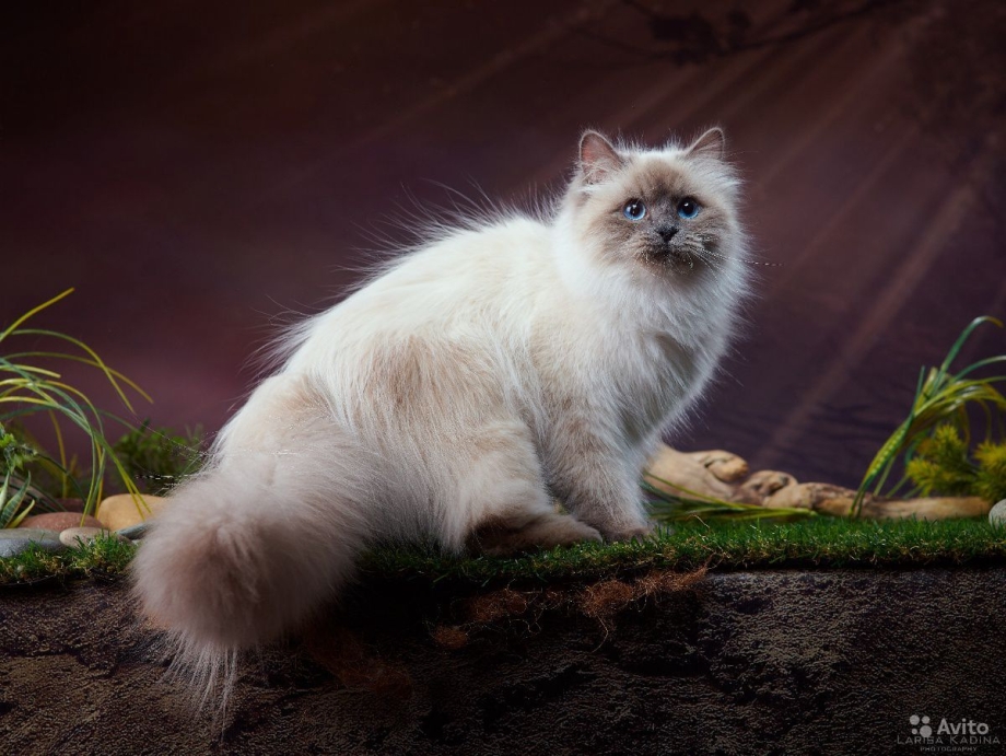 Невская маскарадная кошка