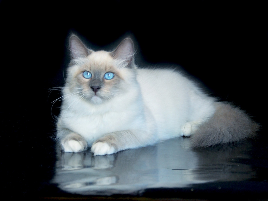 Невская маскарадная кошка злая кошка