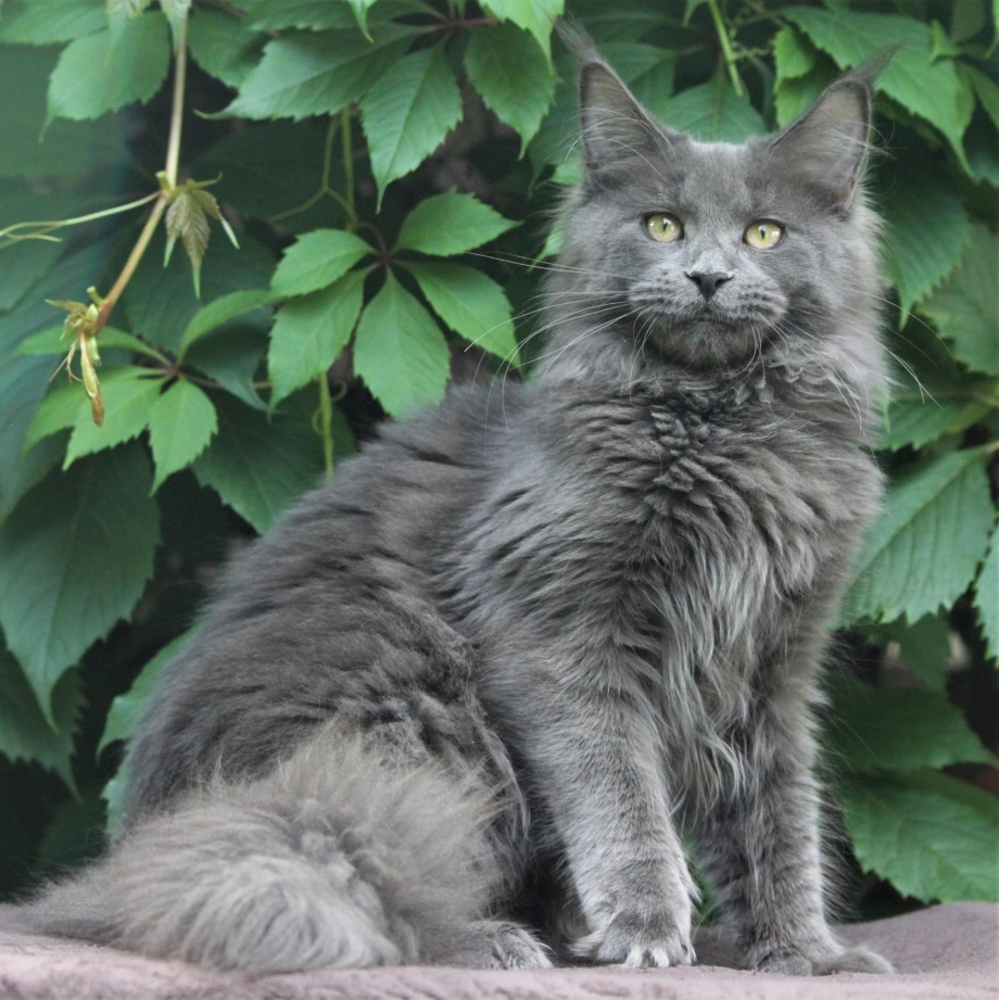 Кошка Мейн кун голубой Солид