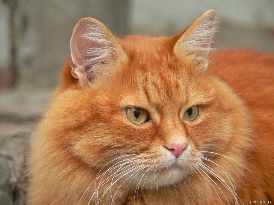 Сибирский кот рыжий