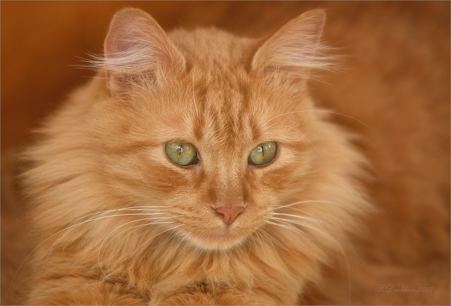 Tabby Cat рыжий