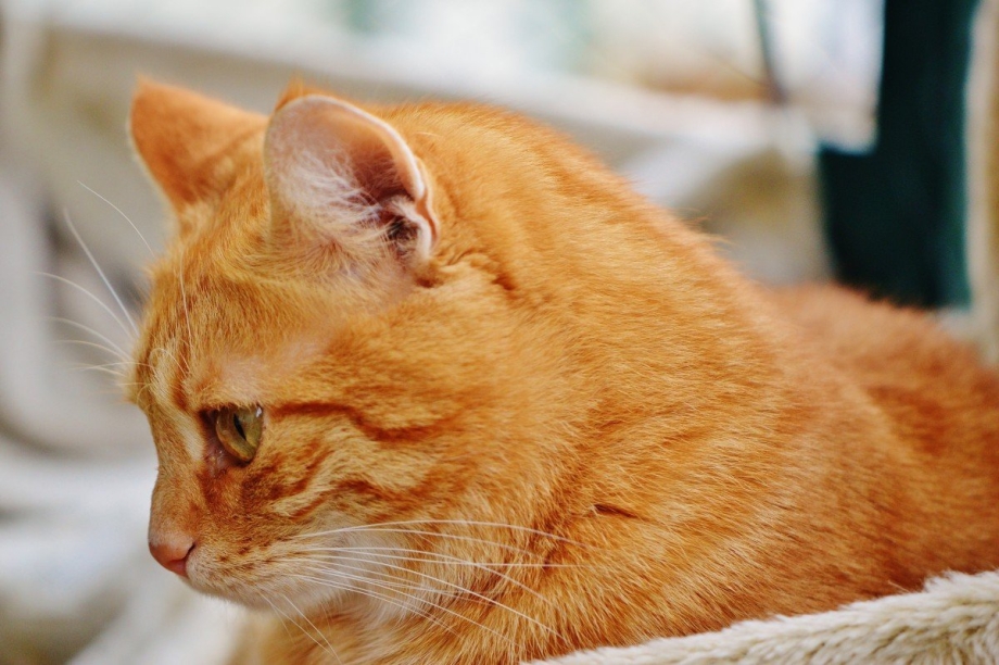 American Shorthair кошка рыжая