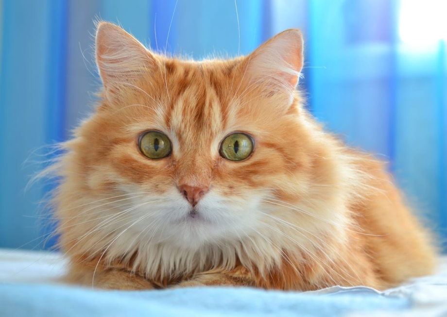Европейский короткошерстный кот рыжий